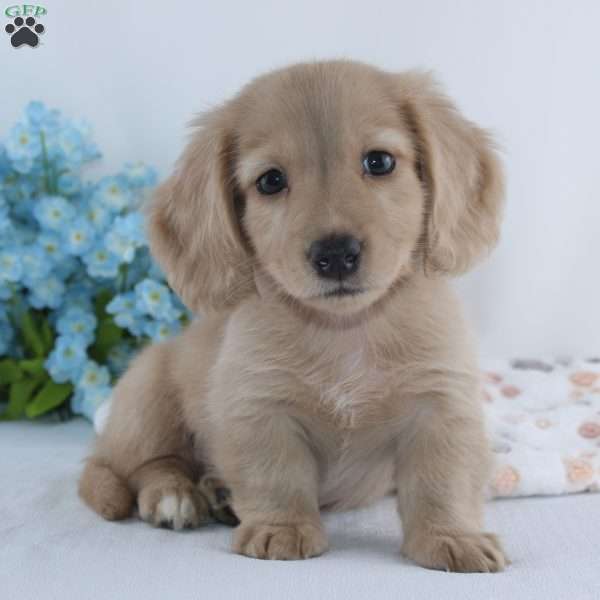Gilbert, Dachshund Puppy