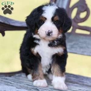 Rose, Bernedoodle Puppy
