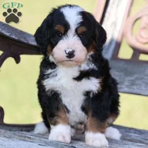 Ranger, Bernedoodle Puppy