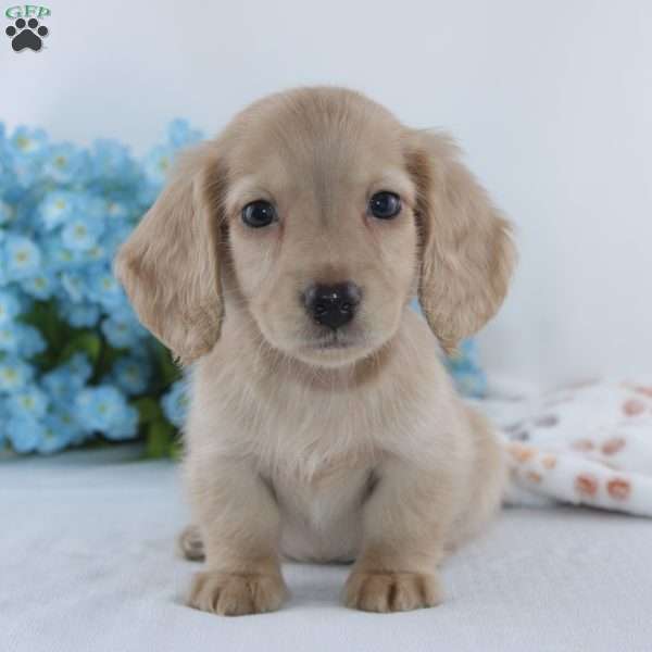 Galen, Dachshund Puppy