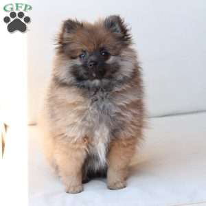 Pipper, Pomeranian Puppy