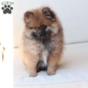 Pipper, Pomeranian Puppy