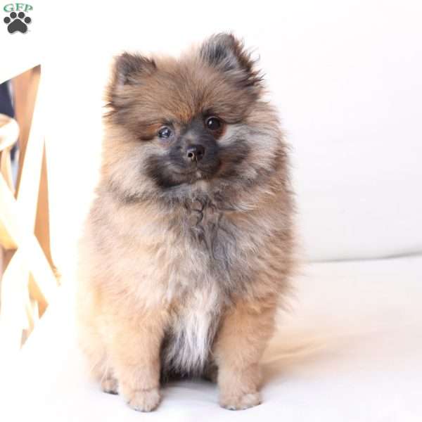 Pipper, Pomeranian Puppy