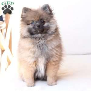 Pipper, Pomeranian Puppy