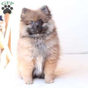 Pipper, Pomeranian Puppy