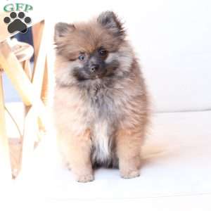 Pipper, Pomeranian Puppy