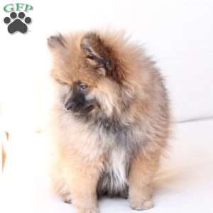 Pipper, Pomeranian Puppy