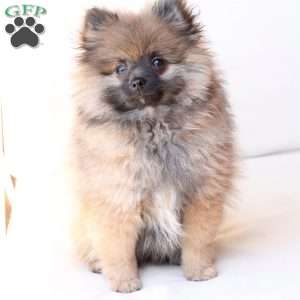Pipper, Pomeranian Puppy