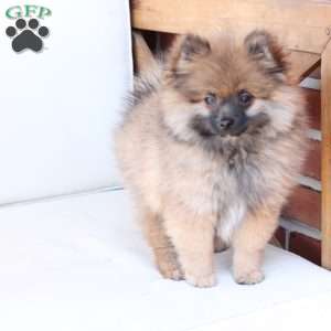 Pipper, Pomeranian Puppy