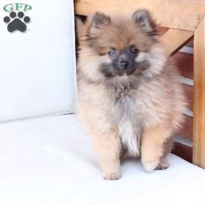 Pipper, Pomeranian Puppy