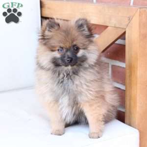 Pipper, Pomeranian Puppy