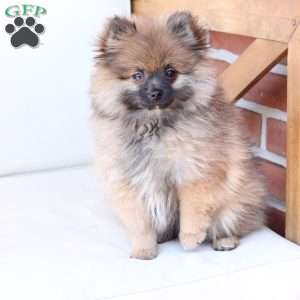Pipper, Pomeranian Puppy