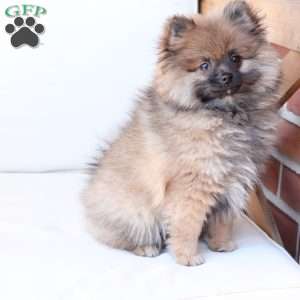 Pipper, Pomeranian Puppy