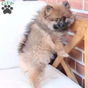 Pipper, Pomeranian Puppy