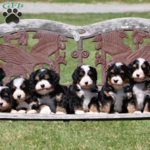 Rose, Bernedoodle Puppy