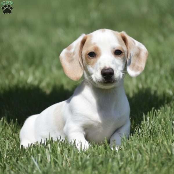 Noah-Mini, Dachshund Puppy