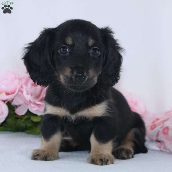 Gloria, Dachshund Puppy
