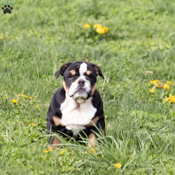 Arrow, English Bulldog Puppy