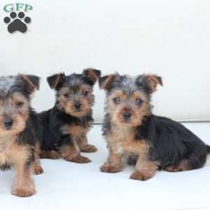 Bentley, Yorkie Puppy