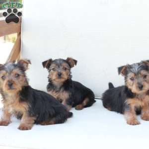 Bentley, Yorkie Puppy
