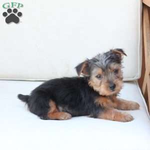 Cooper, Yorkie Puppy