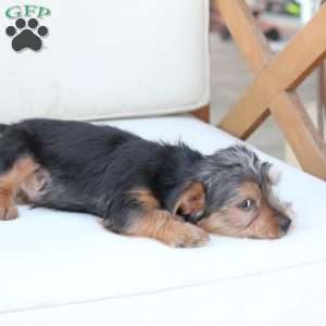 Cooper, Yorkie Puppy