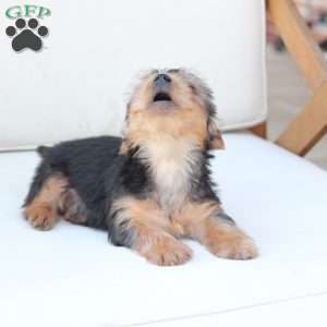 Cooper, Yorkie Puppy