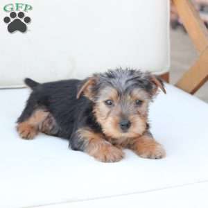 Cooper, Yorkie Puppy