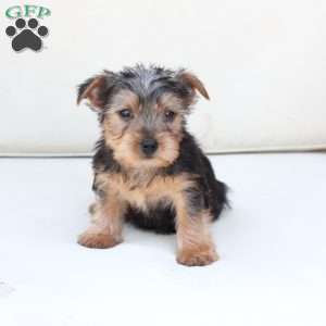 Cooper, Yorkie Puppy