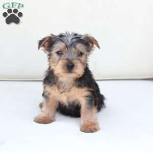 Cooper, Yorkie Puppy