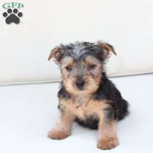 Cooper, Yorkie Puppy