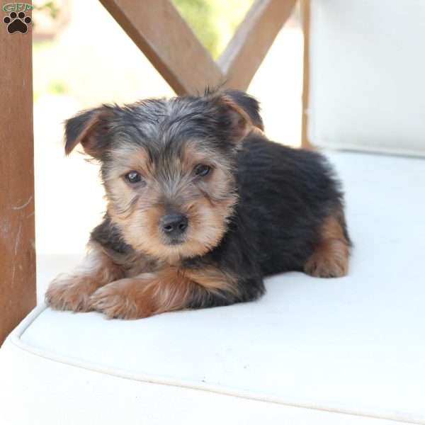 Cooper, Yorkie Puppy