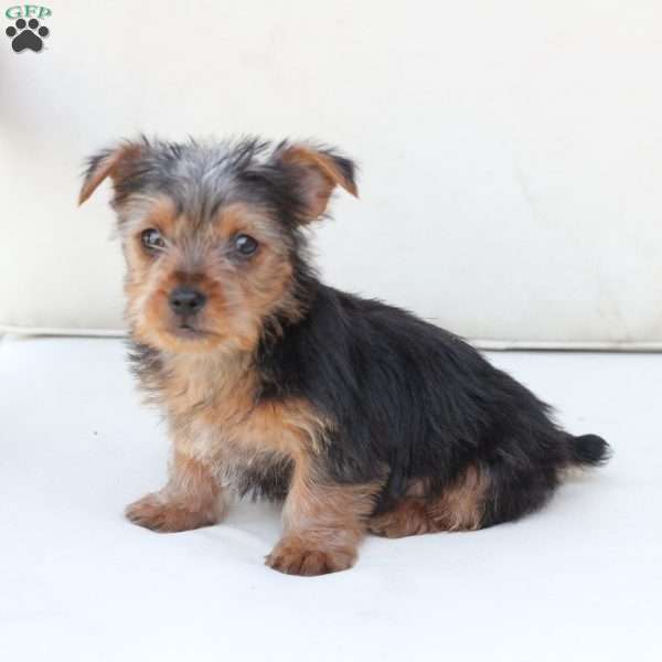 Bentley, Yorkie Puppy