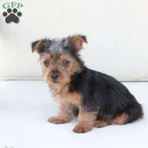 Bentley, Yorkie Puppy