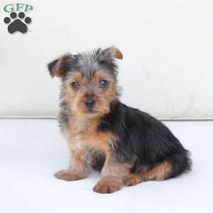 Bentley, Yorkie Puppy