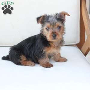 Bentley, Yorkie Puppy