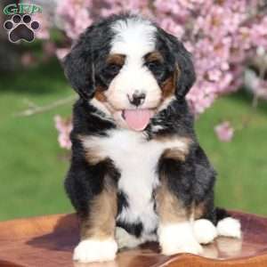 Rose, Bernedoodle Puppy