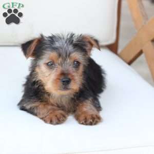 Bentley, Yorkie Puppy