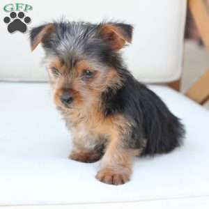 Bentley, Yorkie Puppy