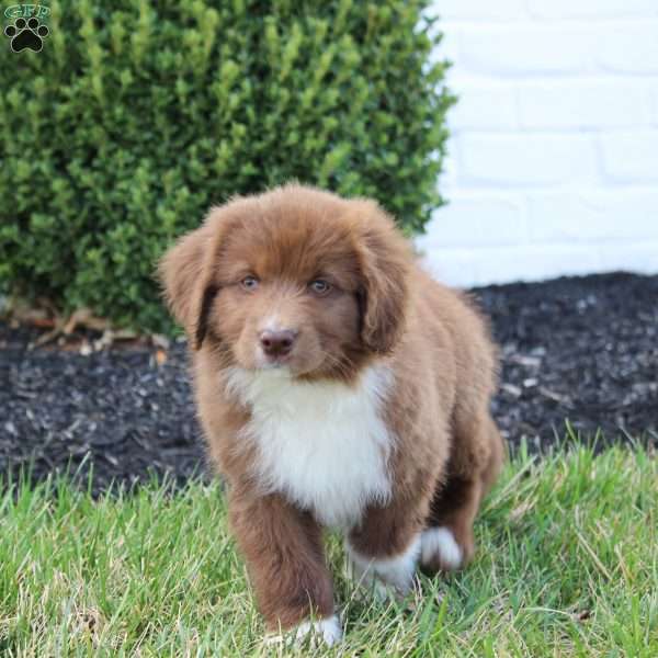 Molly, Australian Shepherd Mix Puppy