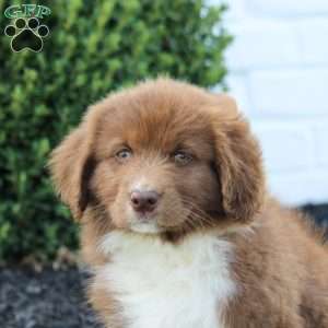 Molly, Australian Shepherd Mix Puppy