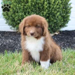 Molly, Australian Shepherd Mix Puppy