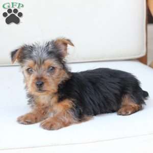 Bentley, Yorkie Puppy