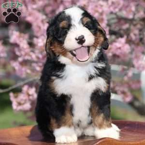 Ranger, Bernedoodle Puppy