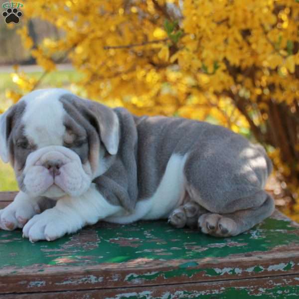 Evan, English Bulldog Puppy