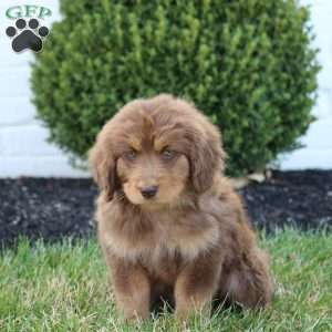 Sandy, Australian Shepherd Mix Puppy