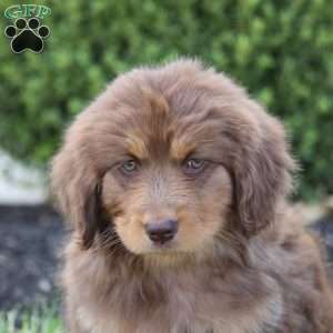 Sandy, Australian Shepherd Mix Puppy