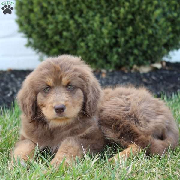 Sandy, Australian Shepherd Mix Puppy