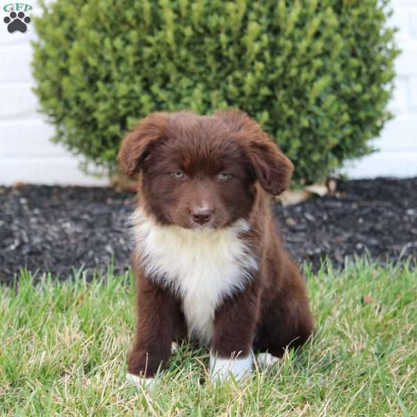 Coco, Australian Shepherd Mix Puppy