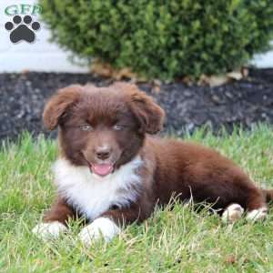 Coco, Australian Shepherd Mix Puppy